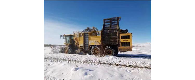 協同作戰(zhàn)一場沒有硝煙的戰(zhàn)斗：冰雪中收甜菜